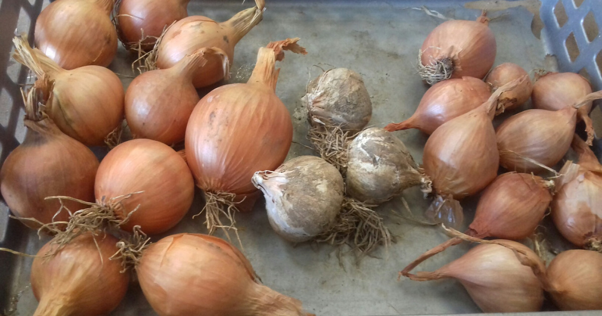 Petit Panier Oignons, Ail, Échalotes