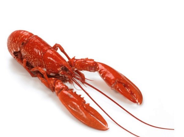 Homard Européen cuit