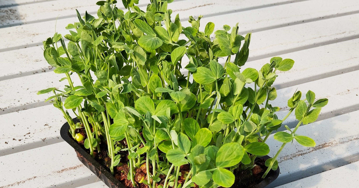 Micro Pousses de Petit Pois