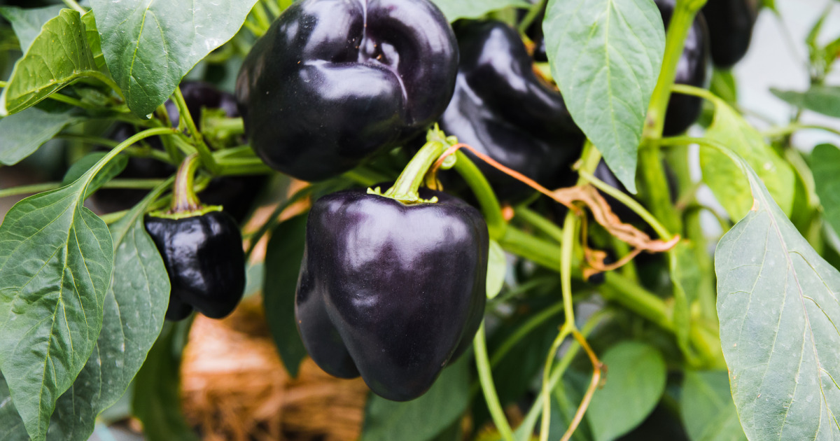 Poivron Noir 900g