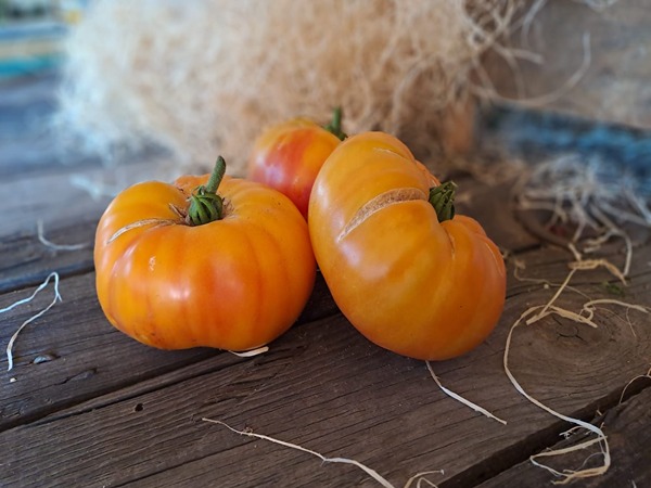 Tomate ancienne Bio - 1 kg