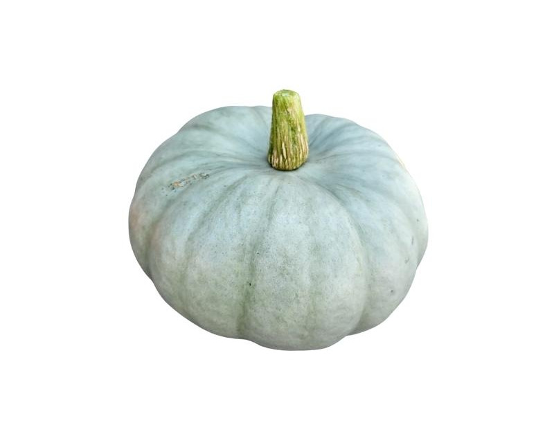 Courge Bleue de Hongrie la pièce