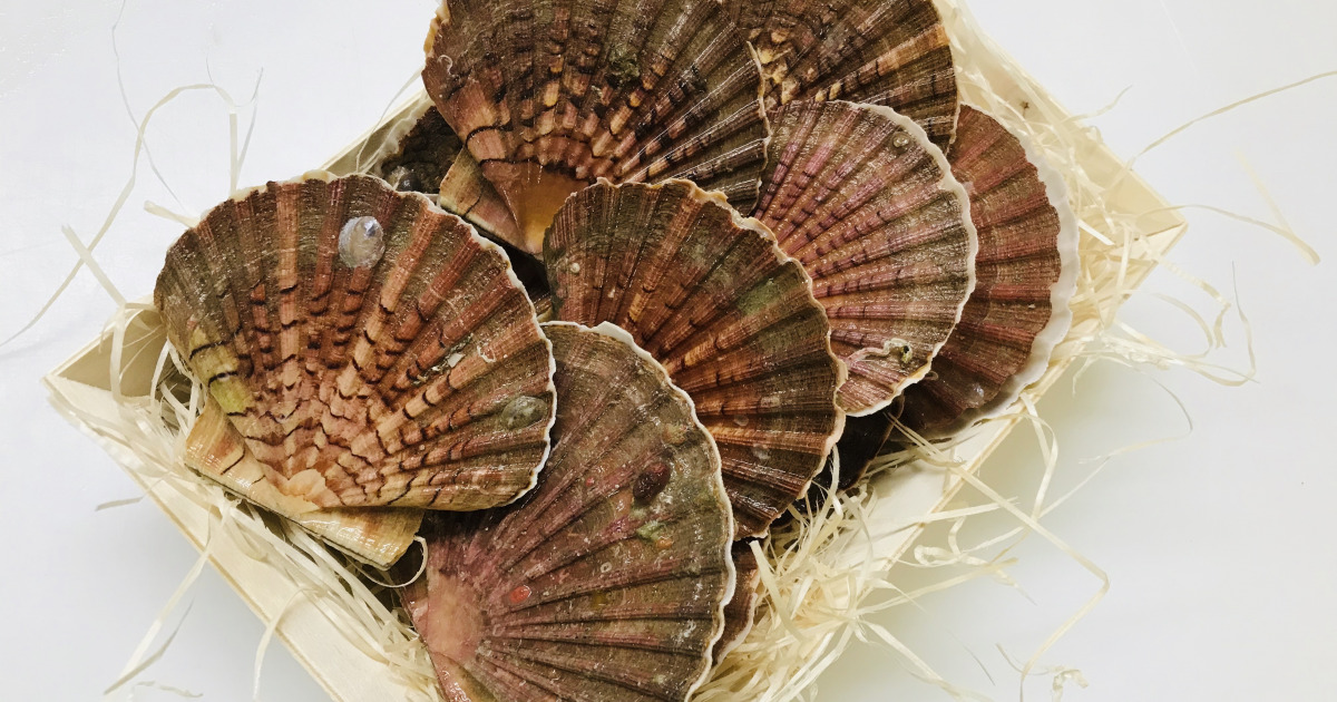 Coquille Saint Jacques Normande 6 Kg vivantes