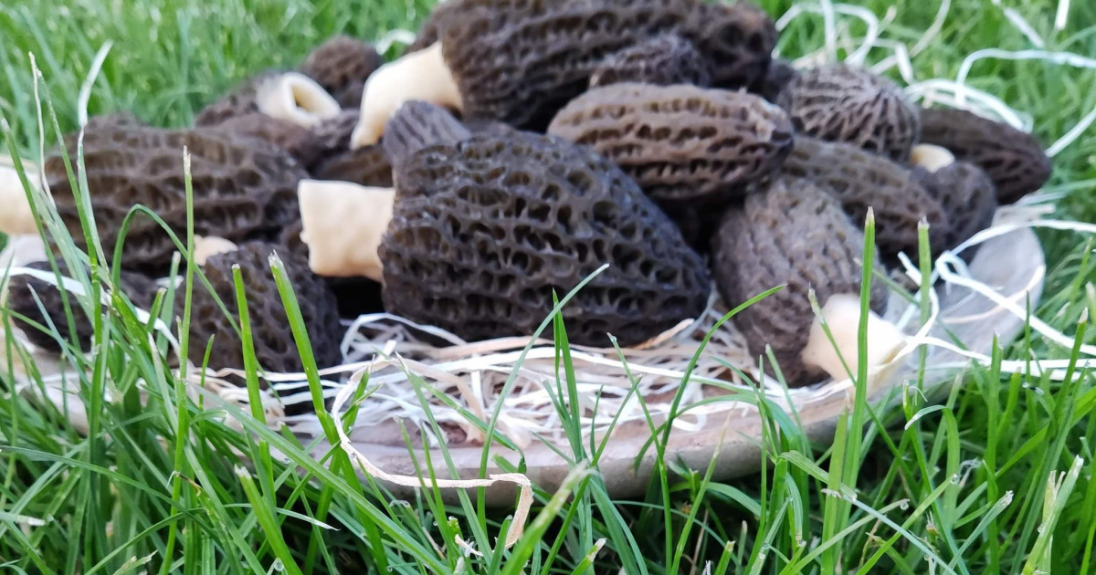 Prix Des Morilles Fraiches Au Kilo