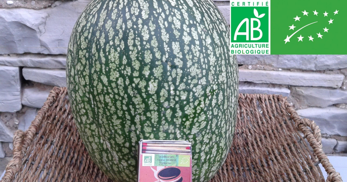 courge de Siam bio - LA SOCIÉTÉ DES PLANTES
