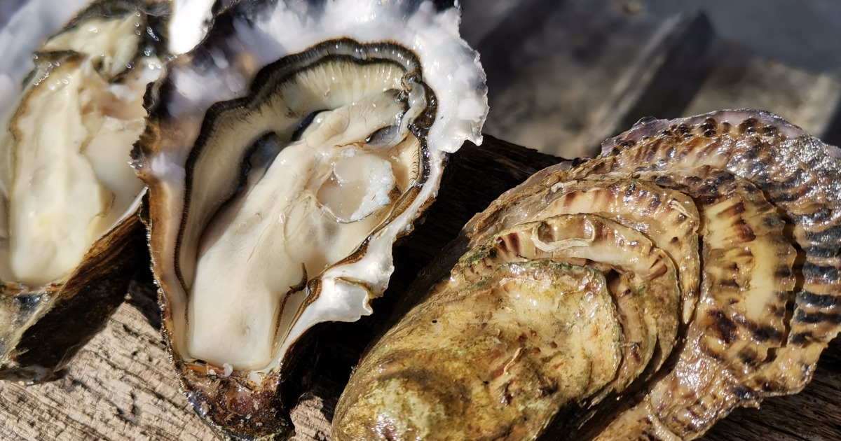 Huitres n°2 bourriche de 2 douzaines