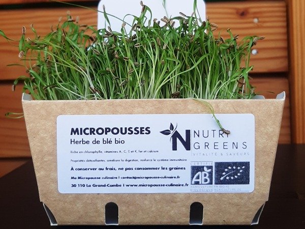 Micro pousses Pack Detox Green (Herbes de blé) 4 barquettes