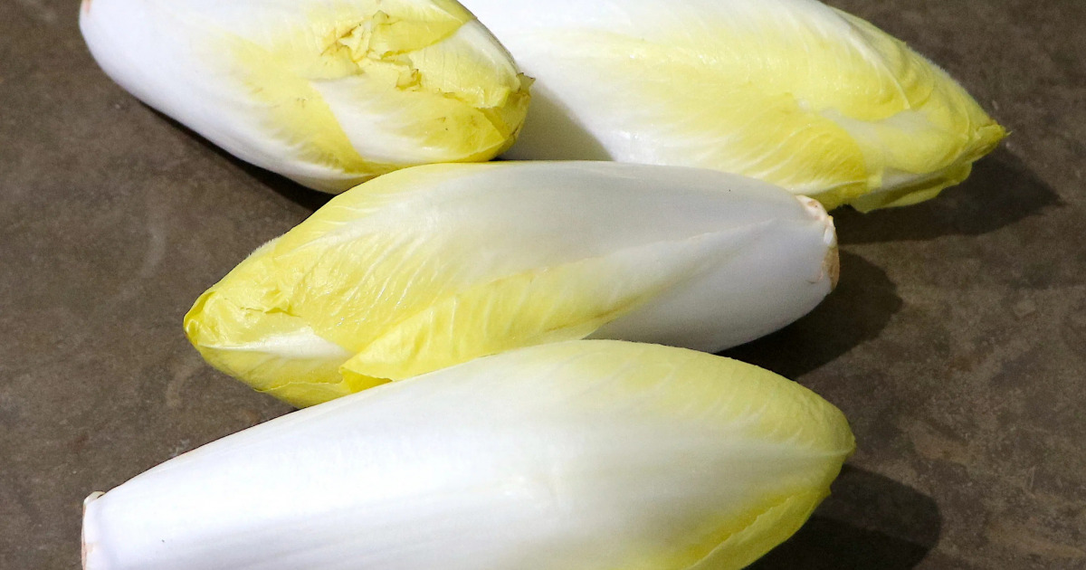 Endive First Lady – croquant délicat et amertume maîtrisée