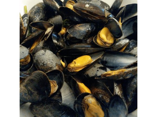 Moule de Bouchot FRANCE : Lot de 800g