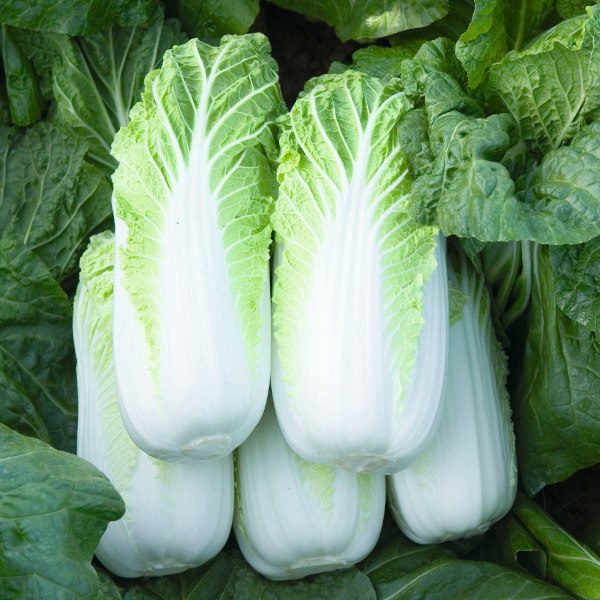 Soupe Avec Chou Chinois Soupe Choux De Bruxelles Poireaux Velouté