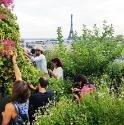 Sous&#x20;les&#x20;fraises&#x20;-&#x20;Epicerie&#x20;des&#x20;Toits&#x20;de&#x20;Paris
