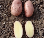 La Ferme du Bois Ramard - Pommes de terre ROSA