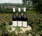 Sancerre Doudeau-Leger - Vent d'Ange - Vin de Pays du Val de Loire Rouge IGP 2020 - 3 Bouteilles