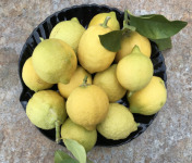 Le Jardin des Antipodes - Citron Femminello Frais Non-traités De Vintimille - 5kg
