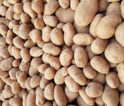 Maison Quéméner - Pommes de terre José - 2kg