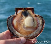 KI DOUR MOR - Coquilles Saint-Jacques Baie de St-Brieuc - pêchées en plongée - 6kg - vivantes