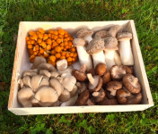 Les champignons du Loc'h - Panier découverte 1kg - 4 variétés