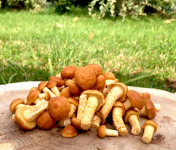 Les champignons du Loc'h - Namékos Bio - 1kg