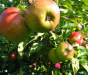Au bon Jardinet - Pommes Elstar X 3kg