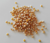 Cocotte et Potiron - Maïs À Pop-corn Bio