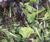 Ferme Sinsac - Mesclun de jeunes pousses de salades Bio
