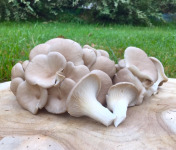 Les champignons du Loc'h - Pleurotes gris Bio - 1kg