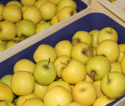 Le Châtaignier - Pommes Catégorie 2 - 50kg