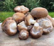 Les champignons du Loc'h - Shiitakés Bio - 500g