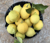 Le Jardin des Antipodes - Citron Femminello Frais Non-traités de Vintimille - 3kg