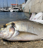 Le Pêcheur Martégal - Daurade royale sauvage - Lot de 1kg - Pièces de 200-300g