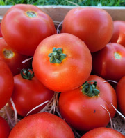 Le Pré de la Rivière - Tomate bio Ronde Paola 1,5kg- Origine France