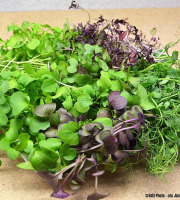Les Jardins de Champlecy - Lot De 5 Saladebox De Micro-pousses