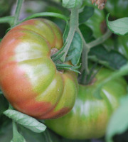La Boite à Herbes - Tomate Noire De Crimée Bio - 1kg