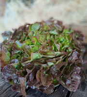 Les Jardins de Gérard - Lot de 2 salades Feuille de chêne rouge Bio