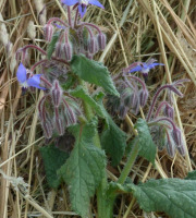 Ferme des petites Brossardières - Bourrache fleurs - 1 inflorescence