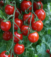 Les Champs Paradis - tomate cerise 300 gr