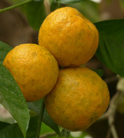 Le Panier du Producteur - Orange Amère - 1kg
