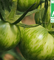 Mon Petit Producteur - Tomate Ancienne Bio Green Zebra
