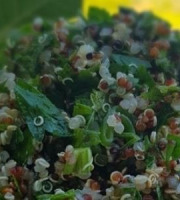 Graines Précieuses - Taboulé de Quinoa végétalien aux herbes fraîches et citrons de Nice