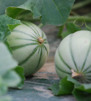 La Boite à Herbes - Melon Charentais - 1 Pièce
