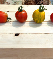 Nature et Saveurs - Ferme Aquaponique et Permacole Astérienne - Tomate Rustique et Moyenne en Mélange - 1kg