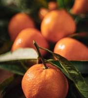La Maison du Citron - Mandarines
