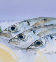 Côté Fish - Mon poisson direct pêcheurs - Gascons 500g
