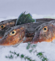 Côté Fish - Mon poisson direct pêcheurs - Grondins 500g