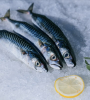 Côté Fish - Mon poisson direct pêcheurs - Maquereaux 500g