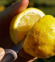 Jardins de la Testa - Citron de Corse Bio - 10kg