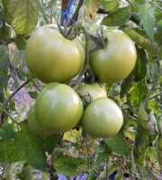 Multiproductions - Cédric Joliveau - Tomates Vertes 5 kg (pour confiture)