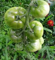 Le Jardin des Gallines - Tomates vertes Bio