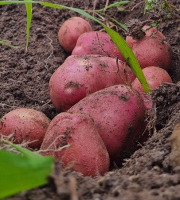 Les Jardins de l'Osme - Pommes de terre rouge bio - 10kg