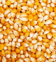 Grain Pop - Maïs popcorn nature vrac - 10kg
